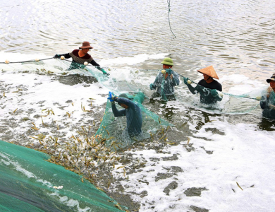 Đảm bảo an toàn thủy sản mùa mưa bão
