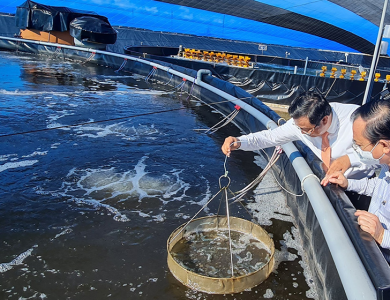 Các biện pháp xử lí môi trường nước bị ô nhiễm trong nuôi trồng thủy sản